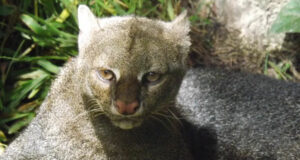 Actualización de febrero de 2017