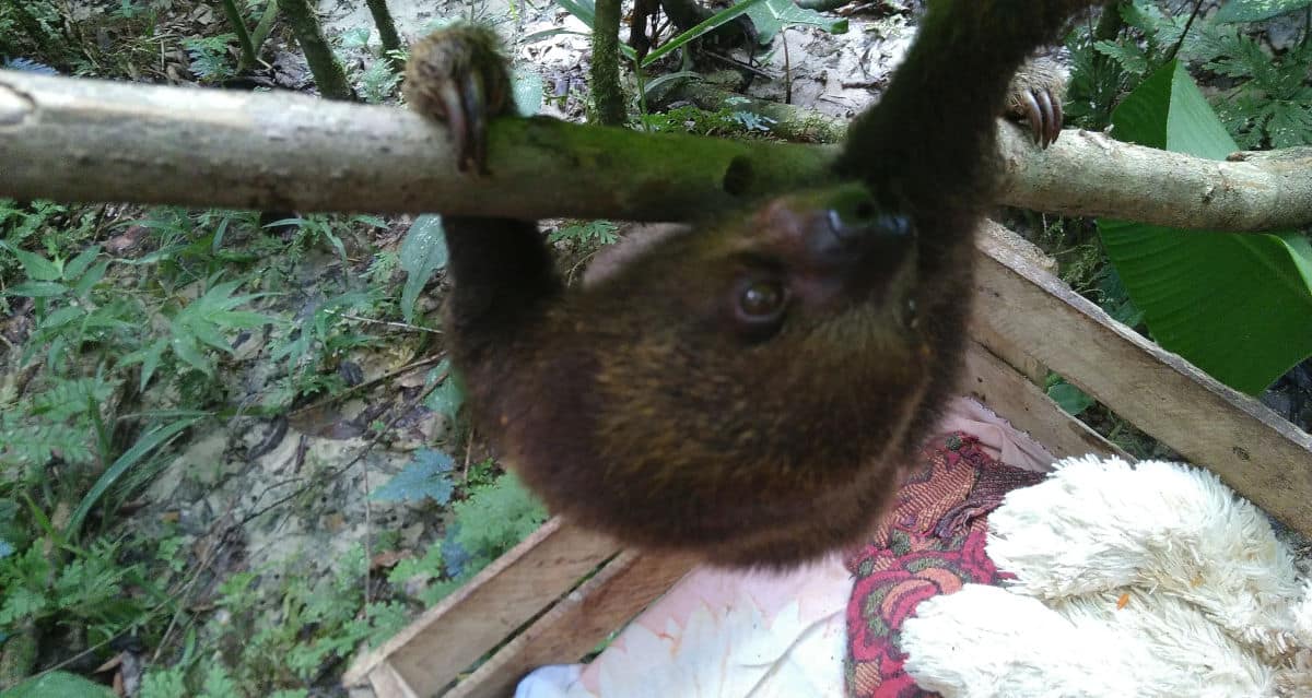 Chispa the baby sloth
