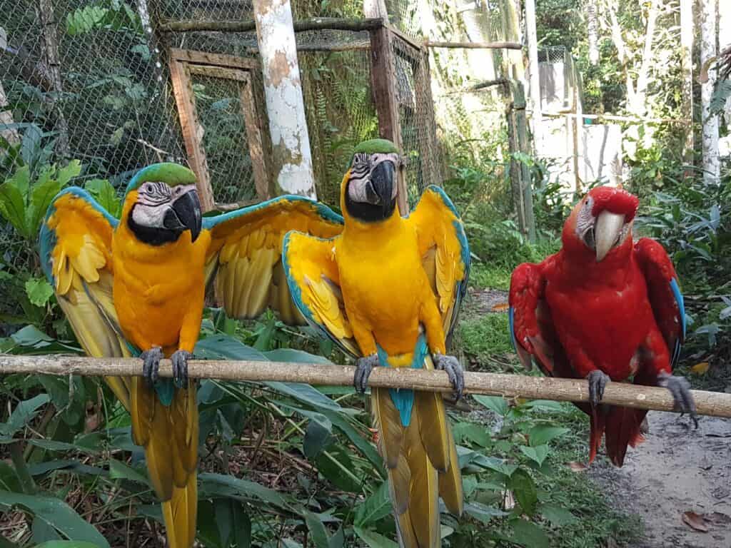 Macaw Gang