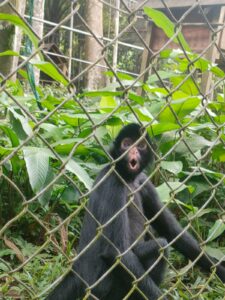 Spider-monkeys (ATELES)