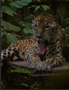 Pedro – his Highness- the JAGUAR.